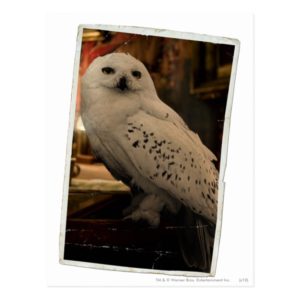 Hedwig 3 postcard